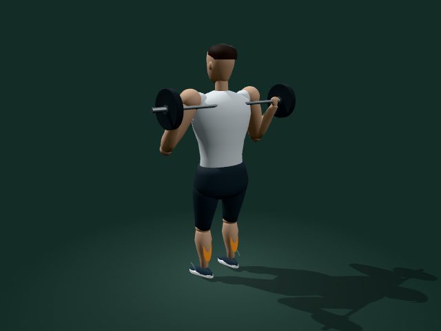 Illustrative model of the barbell calf raise