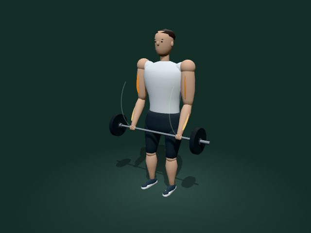 Modelo ilustrativo de curl de bíceps con barra