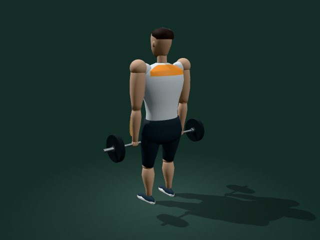Illustrative model of the barbell shrugs