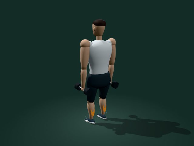 Illustrative model of the dumbbell calf raise