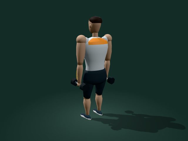 Illustrative model of the dumbbell shrugs