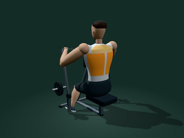 Illustrative model of the seated machine row