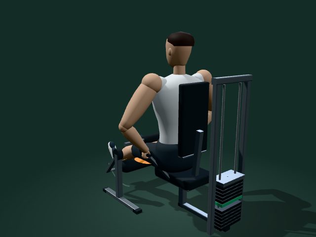 Illustrative model of the seated machine leg curl